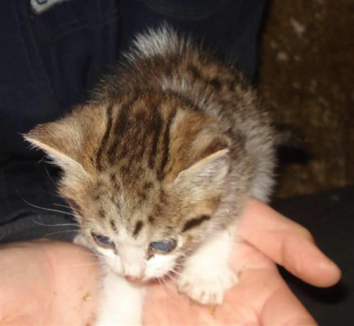 Huskat VRCL's Mini Oskar *RIP* billede 4