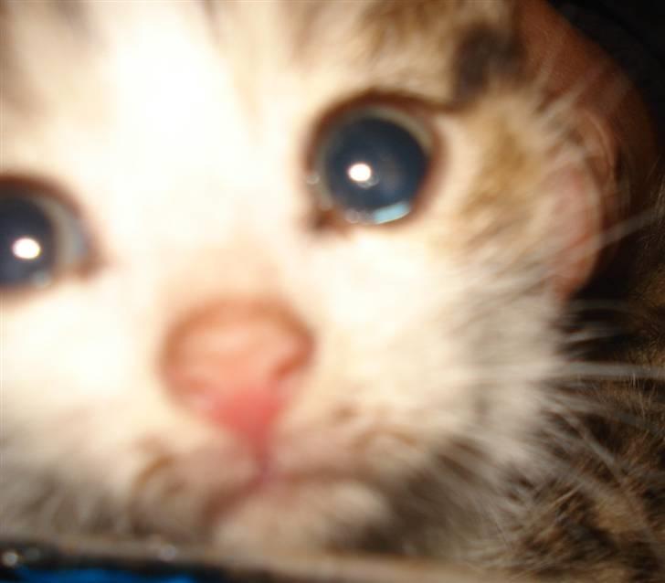 Huskat VRCL's Mini Oskar *RIP* - Nogle der sagde Bamse Øjne :D  billede 5