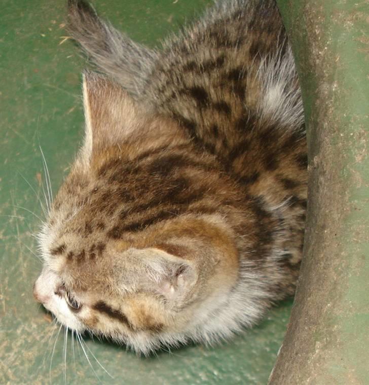 Huskat VRCL's Mini Oskar *RIP* billede 6