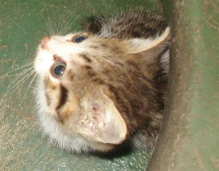 Huskat VRCL's Mini Oskar *RIP* billede 7