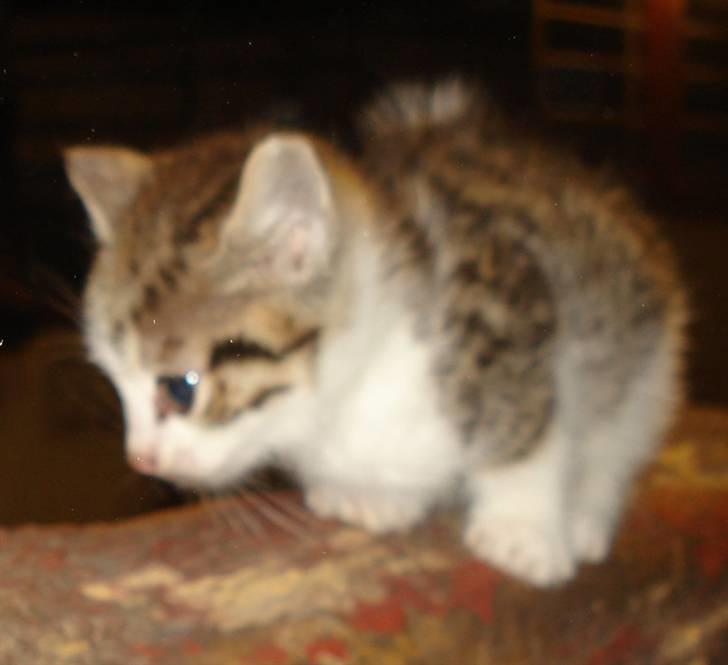 Huskat VRCL's Mini Oskar *RIP* billede 8