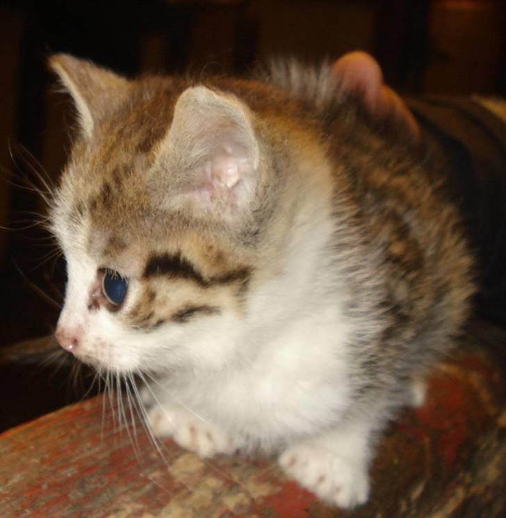 Huskat VRCL's Mini Oskar *RIP* billede 9