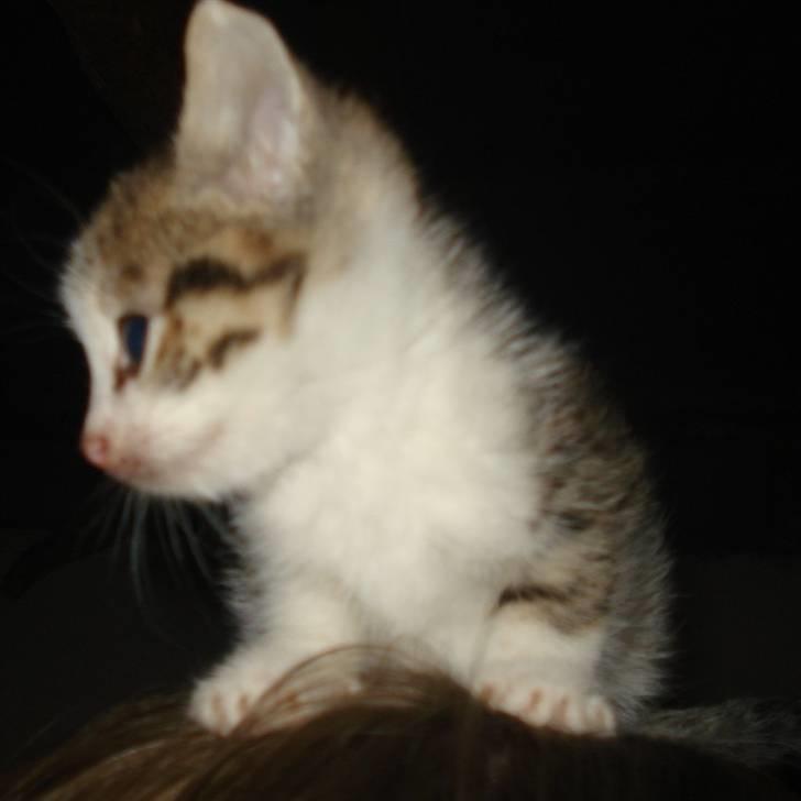 Huskat VRCL's Mini Oskar *RIP* billede 12