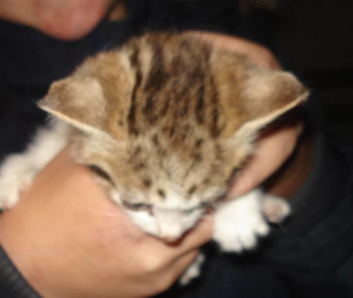 Huskat VRCL's Mini Oskar *RIP* billede 13