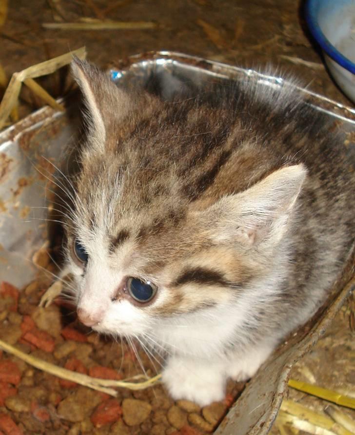 Huskat VRCL's Mini Oskar *RIP* billede 14