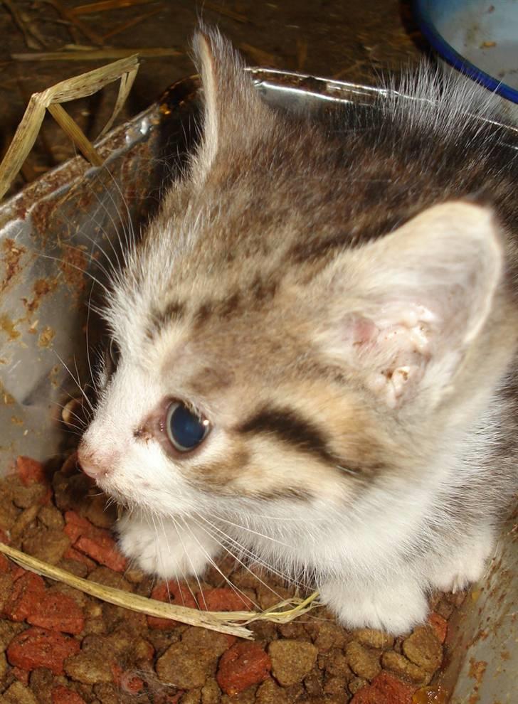 Huskat VRCL's Mini Oskar *RIP* billede 15