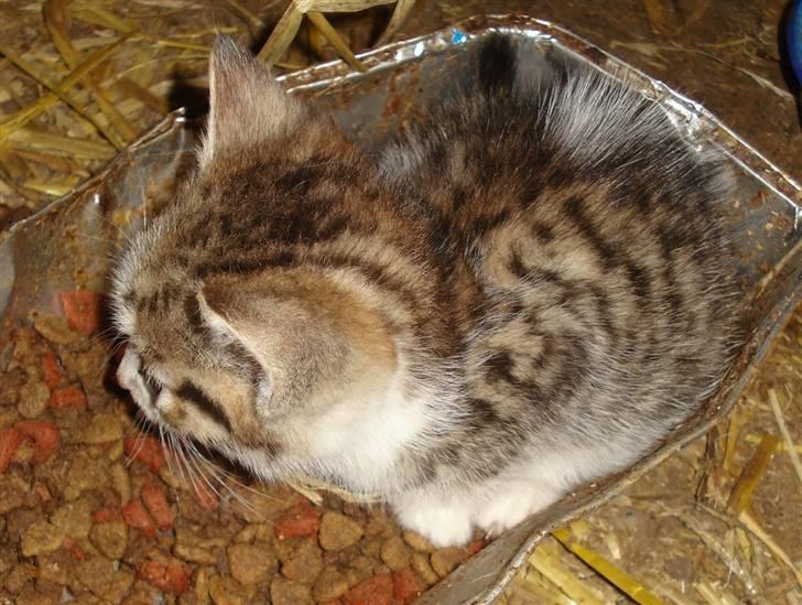 Huskat VRCL's Mini Oskar *RIP* billede 16