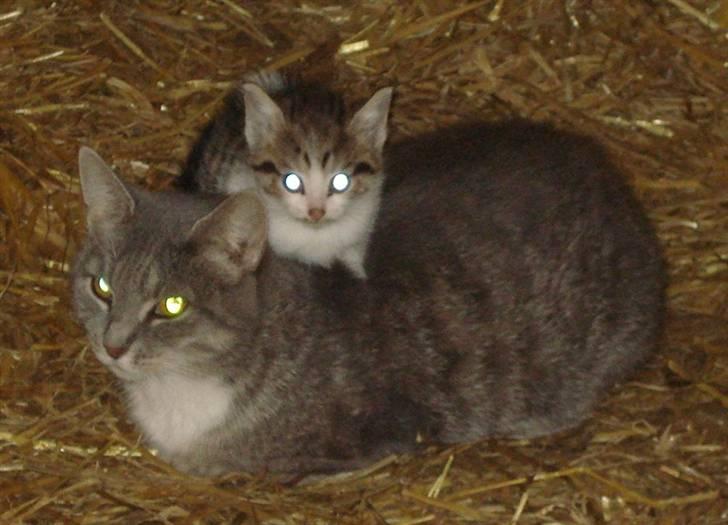 Huskat VRCL's Mini Oskar *RIP* billede 17