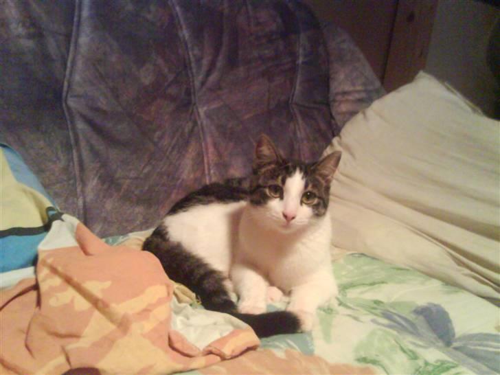 Huskat Mille billede 9