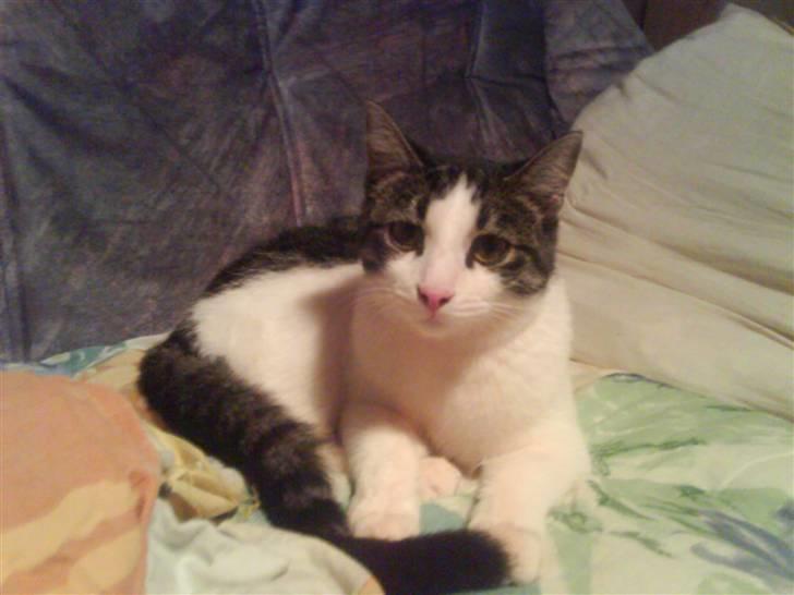 Huskat Mille billede 10