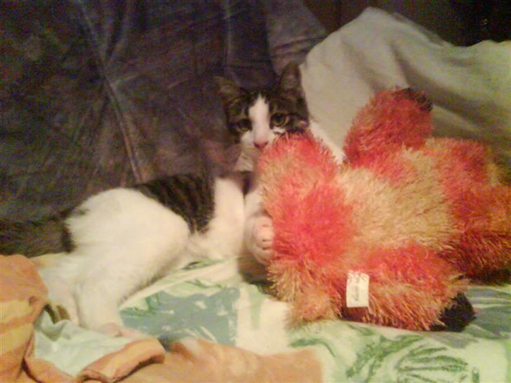 Huskat Mille billede 11