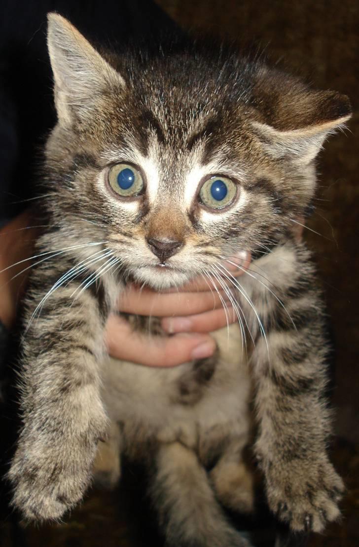 Huskat VRCL's Tiger *SOLGT* - Nogle der sagde sød ?  billede 1