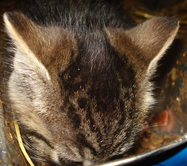 Huskat VRCL's Tiger *SOLGT* billede 2