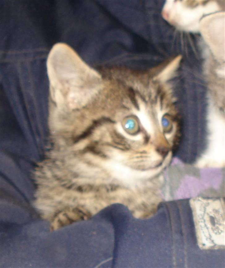 Huskat VRCL's Tiger *SOLGT* billede 4