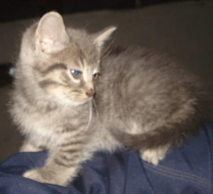 Huskat VRCL's  Bølle Bob *SOLGT* billede 1