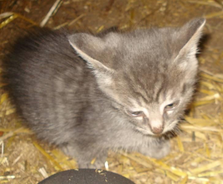 Huskat VRCL's  Bølle Bob *SOLGT* billede 2