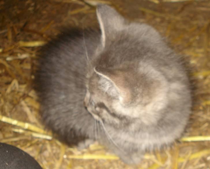 Huskat VRCL's  Bølle Bob *SOLGT* billede 3