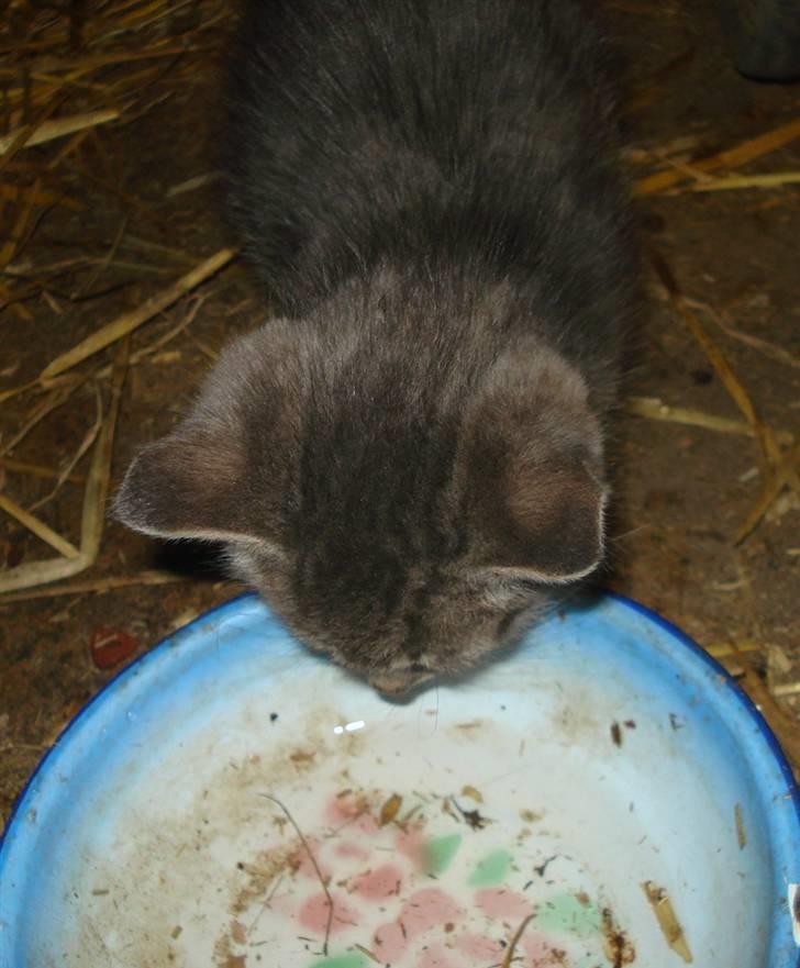 Huskat VRCL's  Bølle Bob *SOLGT* billede 4
