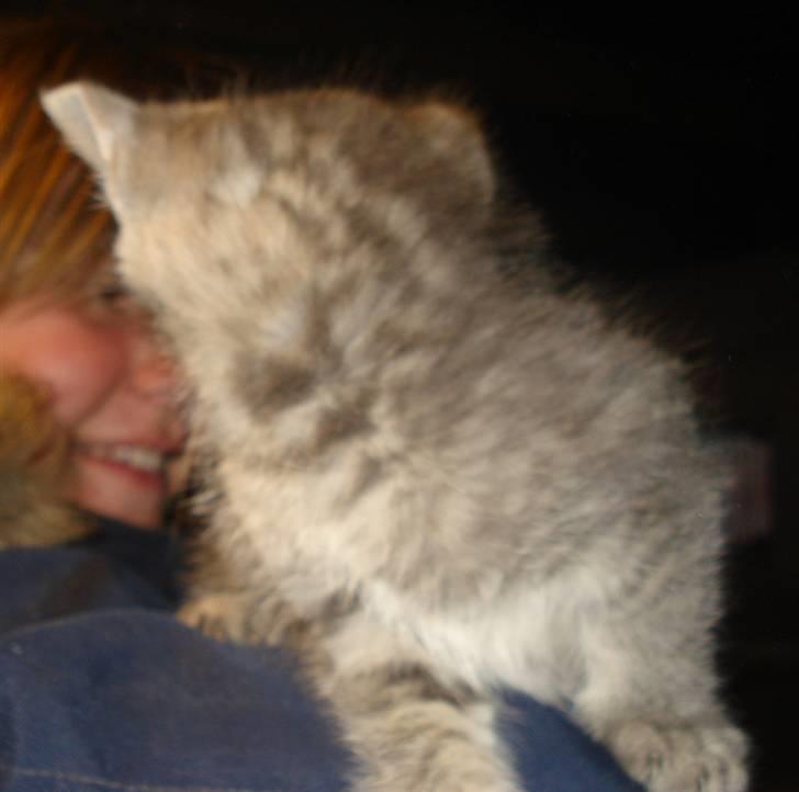 Huskat VRCL's  Bølle Bob *SOLGT* billede 5