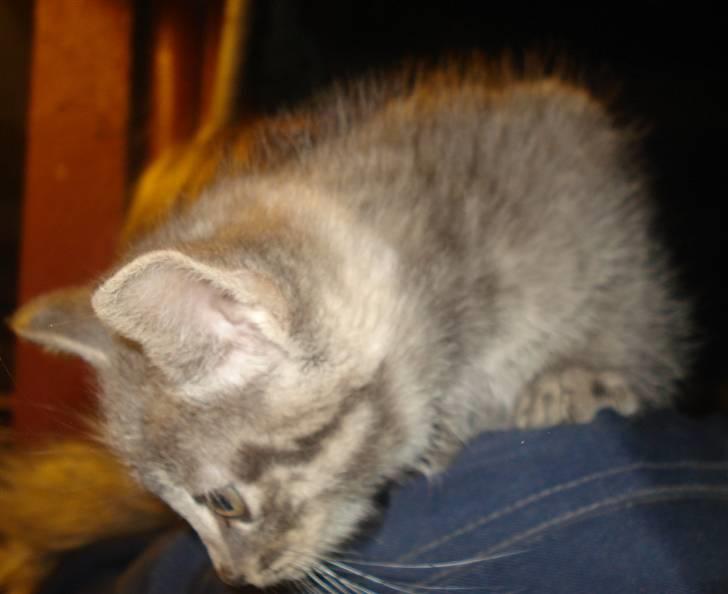 Huskat VRCL's  Bølle Bob *SOLGT* billede 6