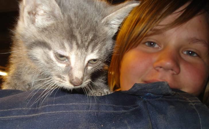 Huskat VRCL's  Bølle Bob *SOLGT* billede 7