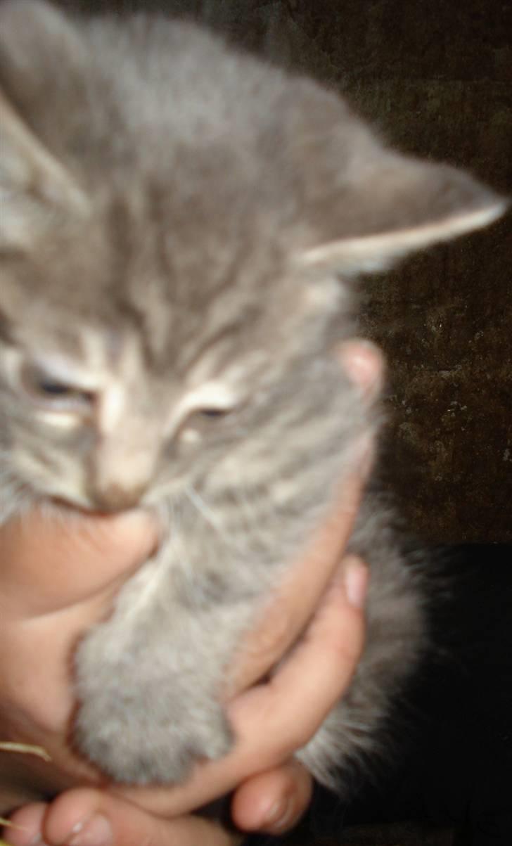 Huskat VRCL's  Bølle Bob *SOLGT* billede 8