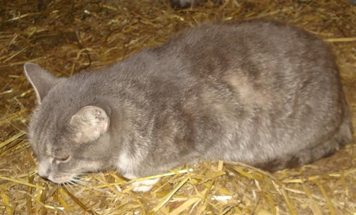 Huskat VRCL's Misse-Mor*VÆK* billede 6