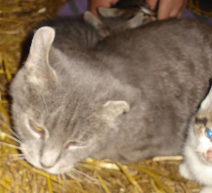 Huskat VRCL's Misse-Mor*VÆK* billede 7