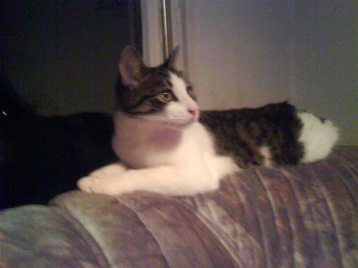 Huskat Mille billede 12