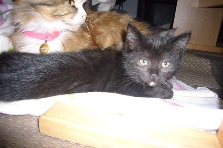 Blanding af racer fået nyt hjem allesammen billede 10