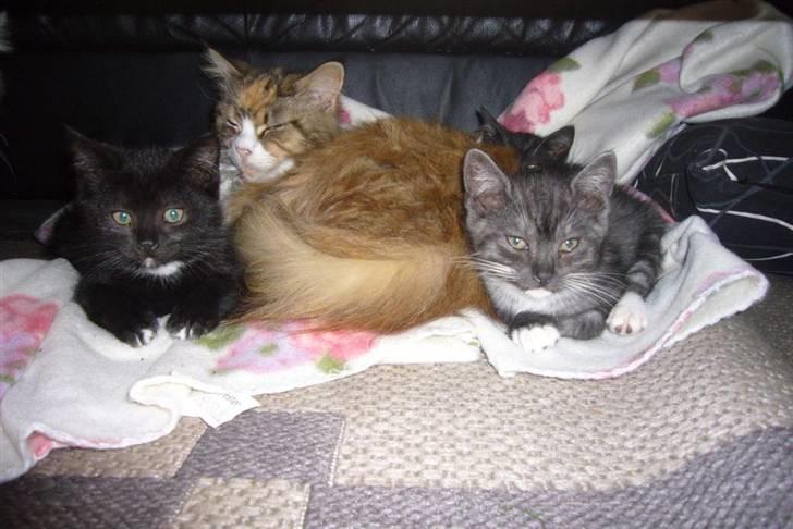 Blanding af racer fået nyt hjem allesammen billede 11