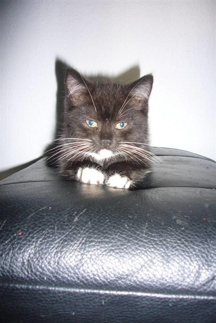 Blanding af racer fået nyt hjem allesammen billede 12