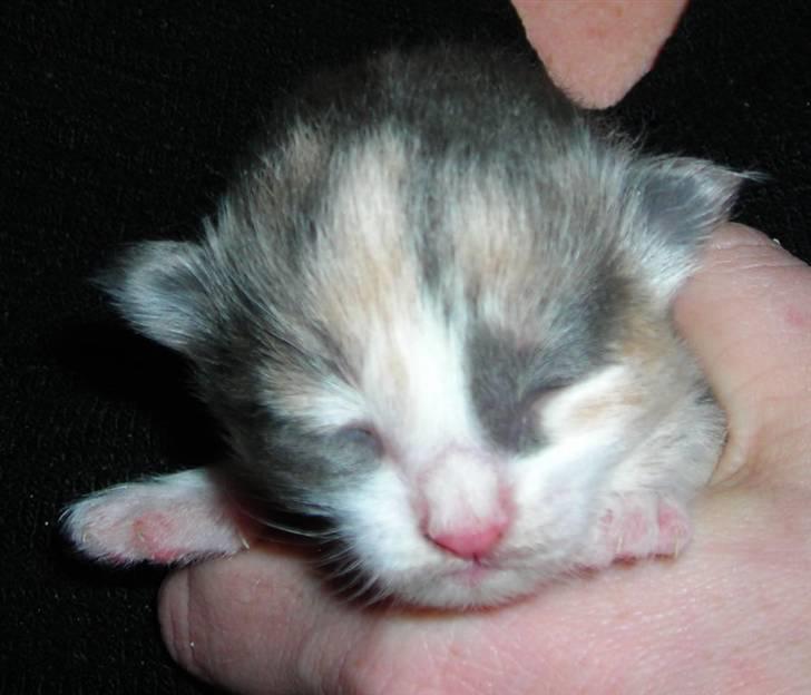 Norsk Skovkat  Carisma Cat's Beauty Que billede 13