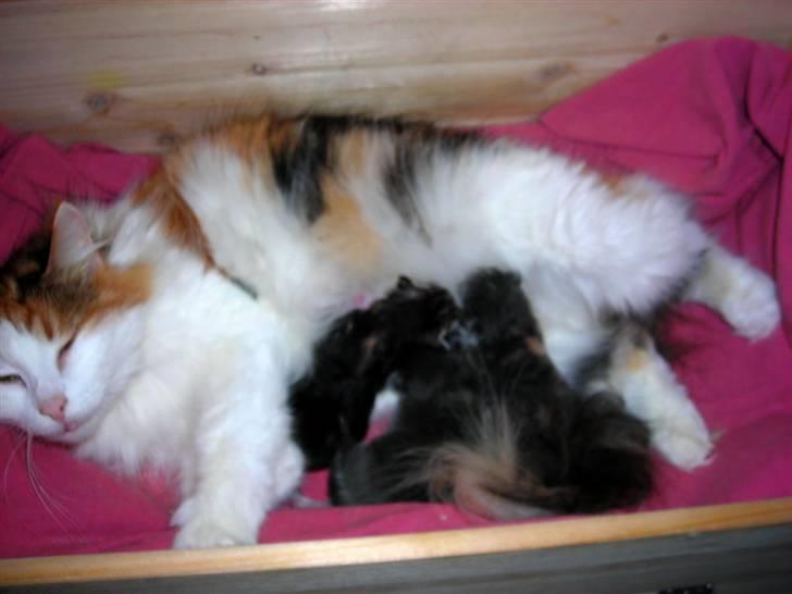 Norsk Skovkat  Carisma Cat's Beauty Que billede 14