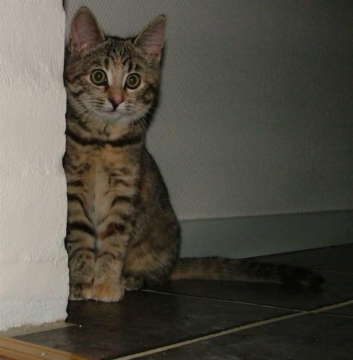 Huskat Lady billede 1