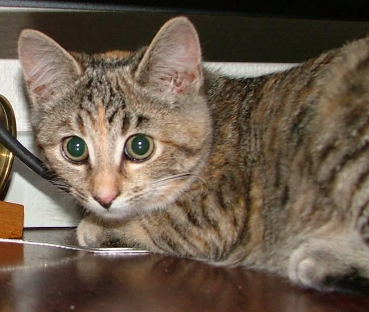 Huskat Lady billede 2