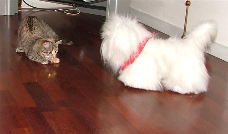 Huskat Lady billede 3