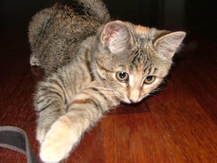 Huskat Lady billede 4