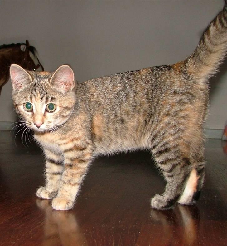 Huskat Lady billede 5