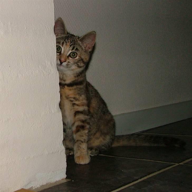 Huskat Lady billede 6