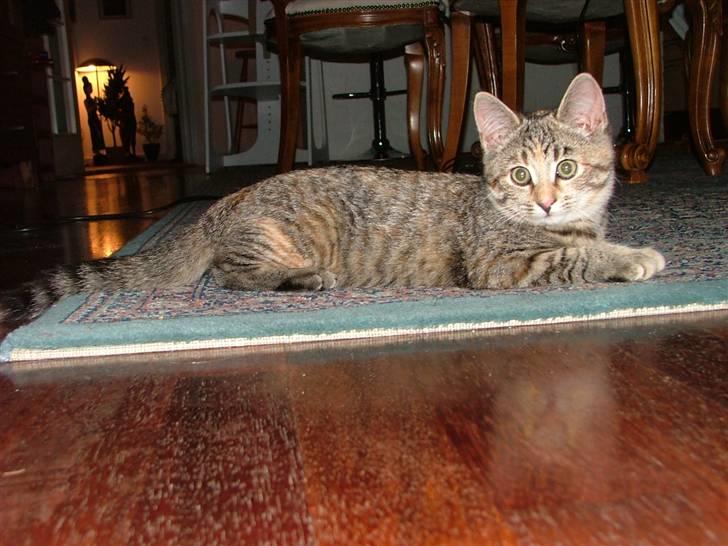 Huskat Lady billede 7