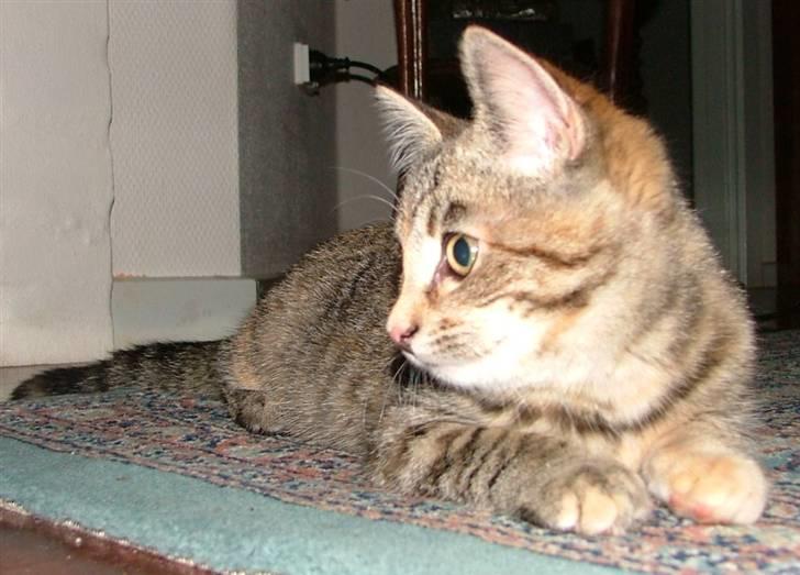 Huskat Lady billede 8