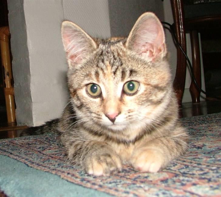 Huskat Lady billede 9