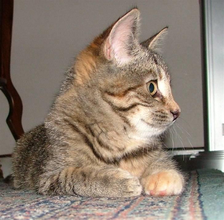 Huskat Lady billede 10