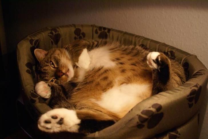 Huskat Trampe - Jeg fylder en hel hunde kurv med min dejlige mave :) billede 9