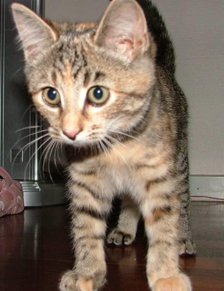 Huskat Lady billede 11