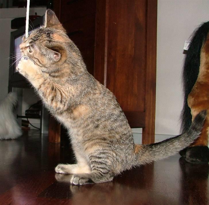 Huskat Lady billede 12