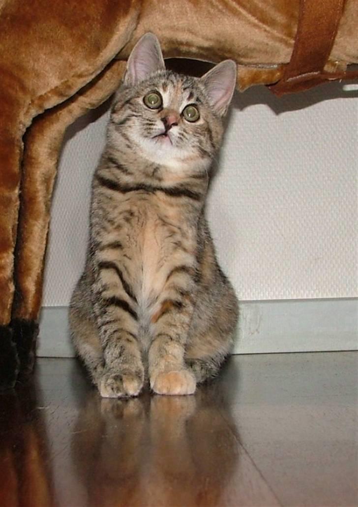 Huskat Lady billede 13