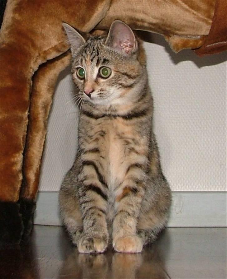 Huskat Lady billede 14