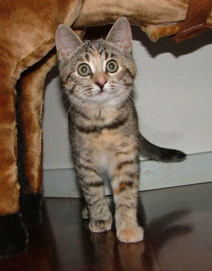 Huskat Lady billede 15